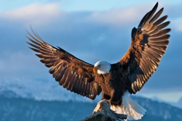 Bald Eagle spreading wings