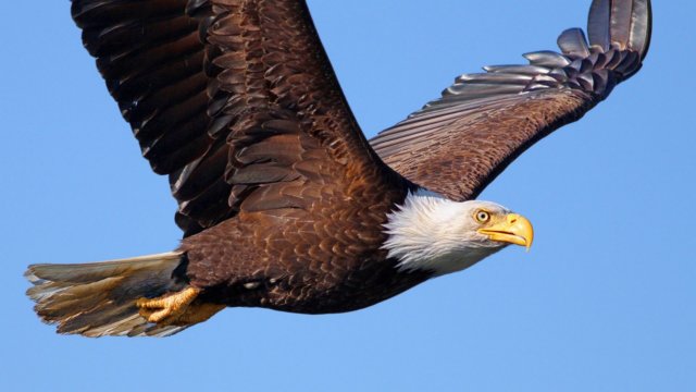 flying eagle